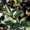 Aronia X Prunifolia 'Autumn Magic' -Garden Glory Sales T66054 ARON 1