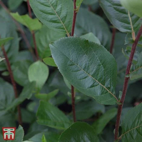 Aronia X Prunifolia 'Aron' 3 Aronia X Prunifolia 'Aron'