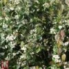 Aronia X Prunifolia 'Viking' -Garden Glory Sales T66056 ARON 1