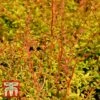 Berberis Thunbergii 'Golden Dream' -Garden Glory Sales T66069 BERB 2