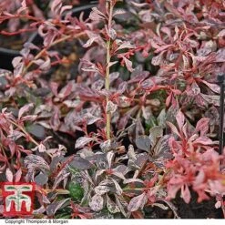 Berberis Thunbergii 'Inspiration'