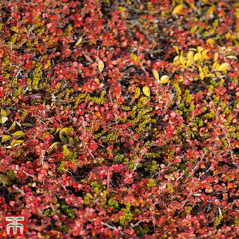 Betula Nana 3 Betula Nana