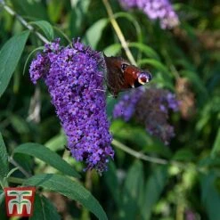 Buddleja Davidii 'Adonis Blue'