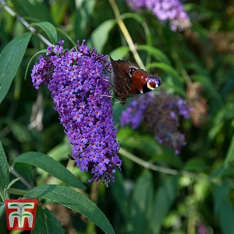 Buddleja Davidii 'Adonis Blue' 3 Buddleja Davidii 'Adonis Blue'