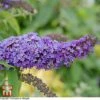 Buddleja Davidii 'Purple Emperor' -Garden Glory Sales T66091 BUDD 1