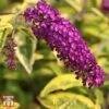 Buddleja Davidii 'Santana' -Garden Glory Sales T66093 BUDD 1