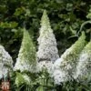 Buddleja Davidii 'White Profusion' -Garden Glory Sales T66094 BUDD 1