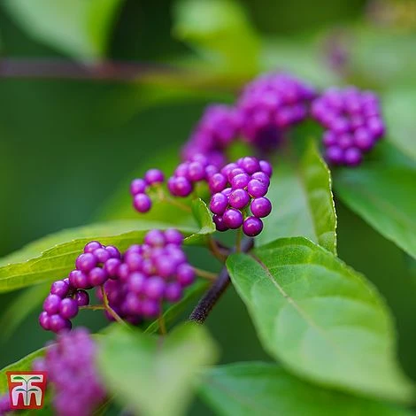 Callicarpa Kwangtungensis 4 Callicarpa Kwangtungensis - Image 2