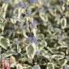 Caryopteris X Clandonensis 'White Surprise' -Garden Glory Sales T66109 CARY 1