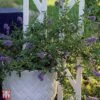 Ceanothus 'Marie Bleu' -Garden Glory Sales T66111 CEAN 1