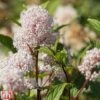 Ceanothus X Pallidus 'Marie Simon' -Garden Glory Sales T66113 CEAN 1