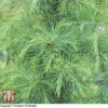 Cedrus Deodara -Garden Glory Sales T66114 CEDR 1