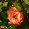 Chaenomeles X Superba 'Cameo' -Garden Glory Sales T66122 CHAM 1