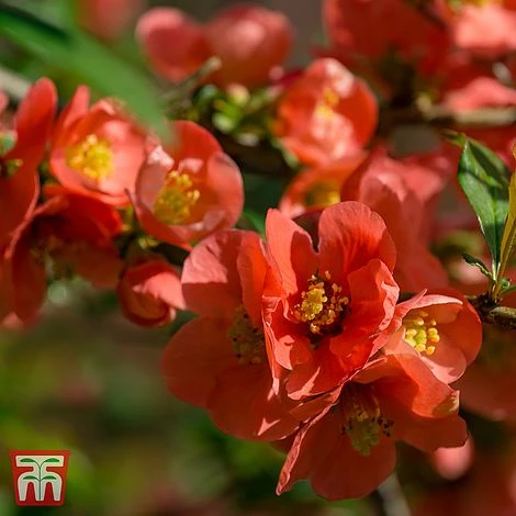 Chaenomeles X Superba 'Clementine' 3 Chaenomeles X Superba 'Clementine'
