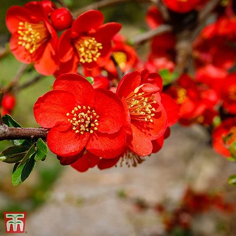 Chaenomeles X Superba 'Fascination' 3 Chaenomeles X Superba 'Fascination'