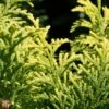 Chamaecyparis Obtusa 'Fernspray Gold' 1 Chamaecyparis Obtusa 'Fernspray Gold' -Garden Glory Sales T66132 CHAM 1