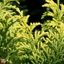 Chamaecyparis Obtusa 'Fernspray Gold'
