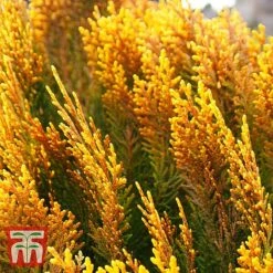 Chamaecyparis Obtusa 'Lucas'