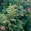 Chamaecyparis Pisifera 'Boulevard' 1 Chamaecyparis Pisifera 'Boulevard' -Garden Glory Sales T66137 CHAM 1