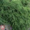 Chamaecyparis Pisifera 'Filifera Nana' -Garden Glory Sales T66139 CHAM 1
