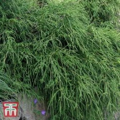 Chamaecyparis Pisifera 'Filifera Nana'