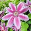 Clematis 'Carnaby' 1 Clematis 'Carnaby' -Garden Glory Sales T66147 CLEM 1