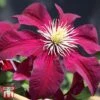 Clematis 'Niobe' -Garden Glory Sales T66155 CLEM 1