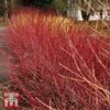 Cornus Sericea 'Kelseyi' 2 Cornus Sericea 'Kelseyi' -Garden Glory Sales T66179 CORN 1