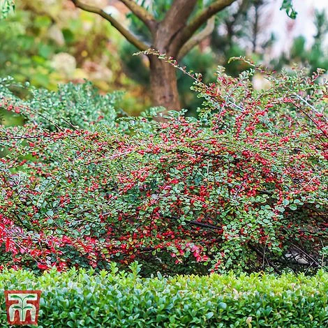Cotoneaster Horizontalis 'Variegatus' 3 Cotoneaster Horizontalis 'Variegatus'