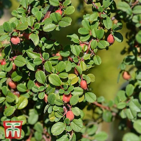 Cotoneaster Microphyllus 'Streibs Findling' 3 Cotoneaster Microphyllus 'Streibs Findling'