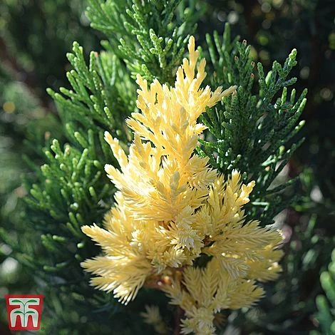 Juniperus Chinensis 'Expansa Variegata' 3 Juniperus Chinensis 'Expansa Variegata'
