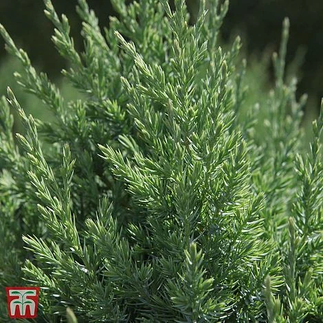 Juniperus Chinensis 'Stricta' 4 Juniperus Chinensis 'Stricta' - Image 2