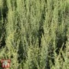 Juniperus Communis 'Arnold' -Garden Glory Sales T66272 JUNI 1