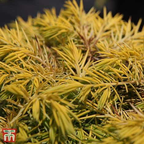 Juniperus Conferta 'Allgold' 3 Juniperus Conferta 'Allgold'