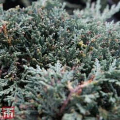 Juniperus Horizontalis 'Icee Blue' -Garden Glory Sales T66285 JUNI 2