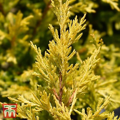 Juniperus Horizontalis 'Lime Glow' 3 Juniperus Horizontalis 'Lime Glow'