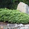 Juniperus Horizontalis 'Wiltonii' 1 Juniperus Horizontalis 'Wiltonii' -Garden Glory Sales T66291 JUNI 1