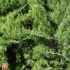 Juniperus Sabina 'Tamariscifolia' 1 Juniperus Sabina 'Tamariscifolia' -Garden Glory Sales T66301 JUNI 1