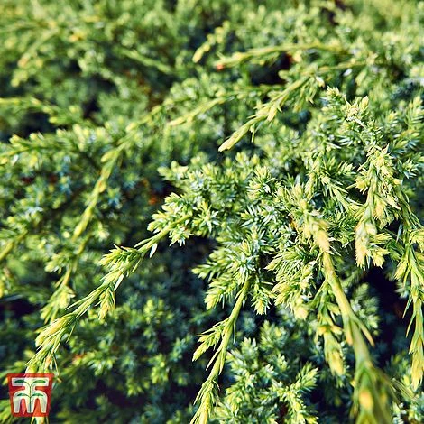 Juniperus Squamata 'Dream Joy' 3 Juniperus Squamata 'Dream Joy'