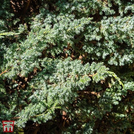 Juniperus Squamata 'Meyeri' 3 Juniperus Squamata 'Meyeri'