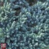 Juniperus Squamata 'Tropical Blue' -Garden Glory Sales T66314 JUNI 1