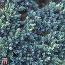 Juniperus Squamata 'Tropical Blue'