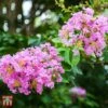 Lagerstroemia Indica 'Rhapsody In Pink' -Garden Glory Sales T66318 LAGE 1