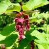 Leycesteria Formosa 'Purple Rain' -Garden Glory Sales T66328 LEYC 1