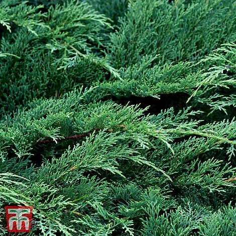 Microbiota Decussata 'Fuzzball' 3 Microbiota Decussata 'Fuzzball'