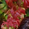 Parthenocissus Quinquefolia 'Engelmannii' -Garden Glory Sales T66356 PART 1