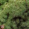 Picea Abies 'Tompa' -Garden Glory Sales T66386 PICE 1
