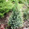 Picea Glauca 'Sanders Blue' 1 Picea Glauca 'Sanders Blue' -Garden Glory Sales T66393 PICE 1