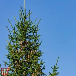 Picea Omorika 'Karel'