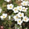Potentilla Fruticosa 'Crème Brule' First Edition -Garden Glory Sales T66401 POTE 1